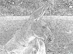 kangaroo Printbere Kleurplaten